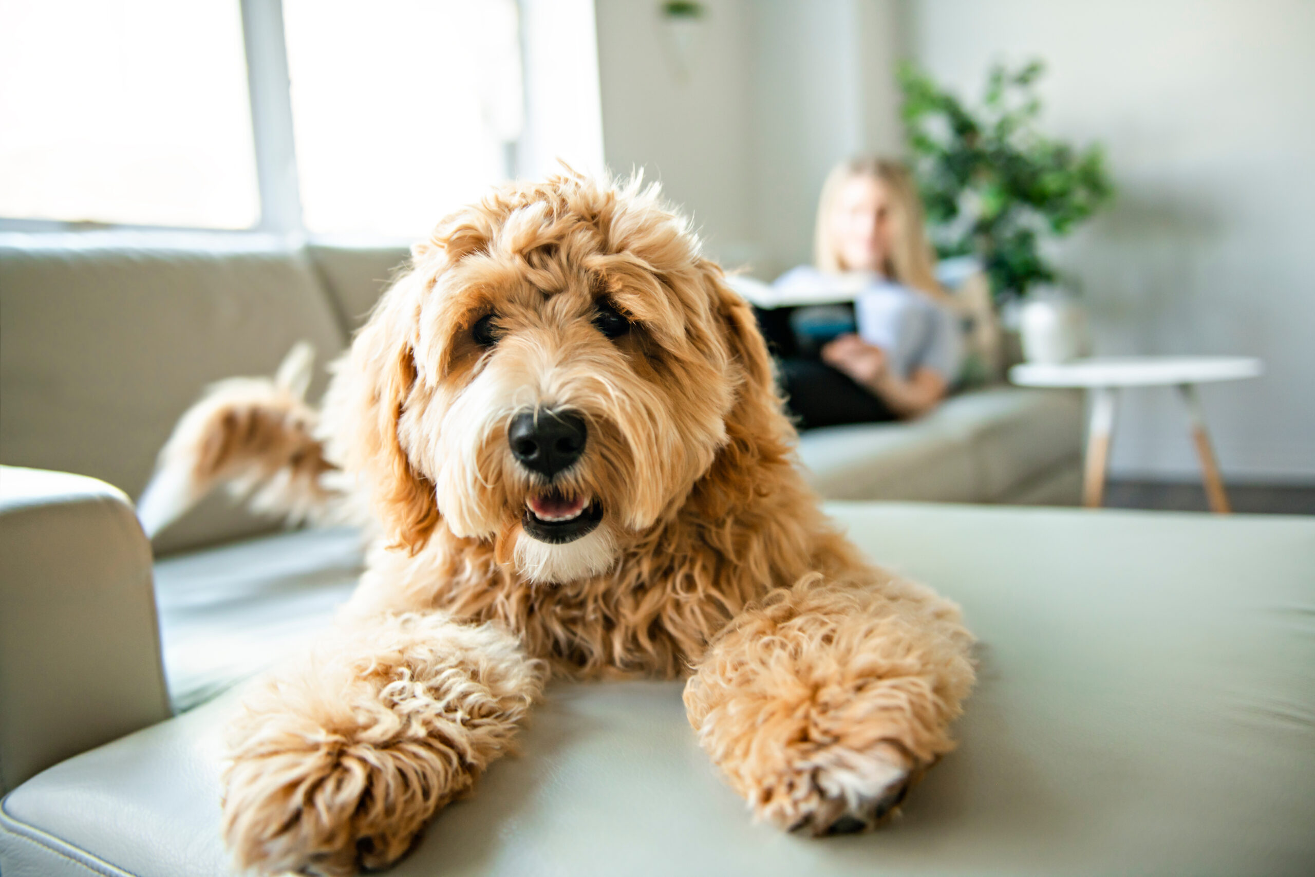 Pet Friendly Drug Rehab California
